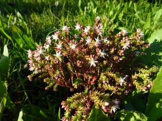 Sedum à fleurs roses