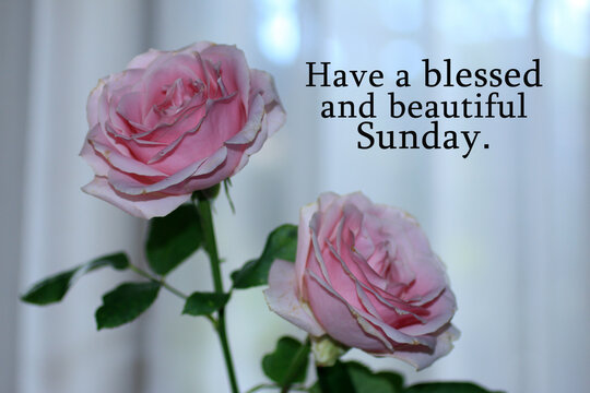 Happy Sunday card greeting with beautiful pink roses blossom on white background. Sunday morning text message with flowers - Have a blessed and beautiful Sunday. 