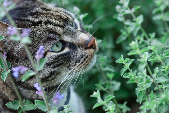 Gray tabby cat sniffing catnip plant with flowers in the summer garden, cats profile with green eyes, red nose and whiskers visible, blurred green background