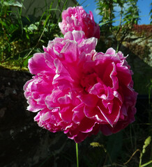 Pivoine rose