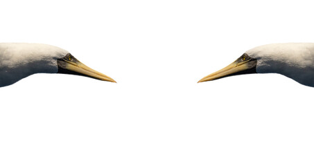 Two birds looking at each other on white background. Heads only. Isolated. 