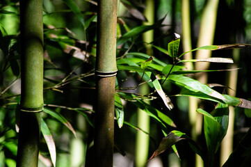 Fototapeta na wymiar Bamboo with green leaves in Hawaii