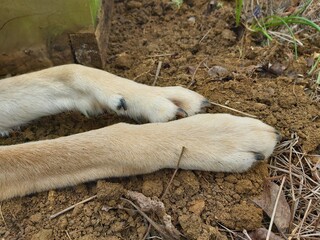 Dog paws - helping in the garden