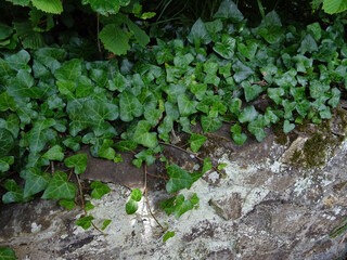 Fototapeta premium Lierre