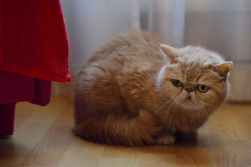 An adult brown Persian cat sits on the floor at home and looks suspiciously
