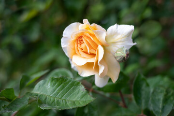 Flower of Rosa Buff Beauty, an apricot Hybrid musk rose cultivar, background from green leaves with...