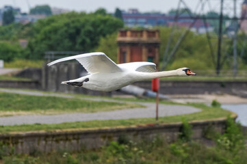 Mute swan flying above water reservoir
