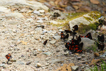 mariposas rojas con negro