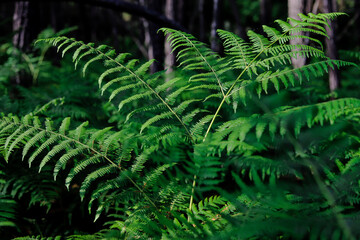 
wonderful Portuguese forest with many ferns and pines in a green landscape in Portugal