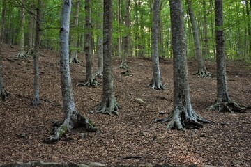 Bosque de hayas