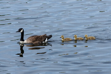 Canada goose with goslings swimming in line