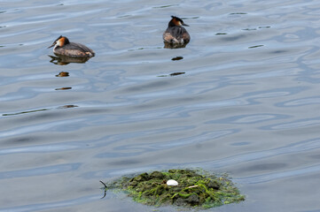 Egg in great crested grebes nest