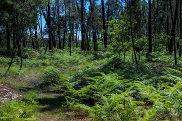 Obraz premium wonderful Portuguese forest with many ferns and pines in a green landscape in Portugal