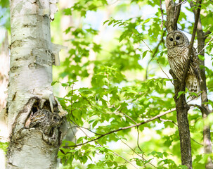 Barred Owl Female Watching its Owlet in the Nest 