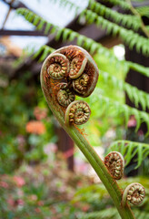 fronds on a fern