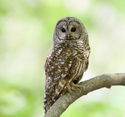 Barred Owl in Closeup Portrait in Spring on Green Background