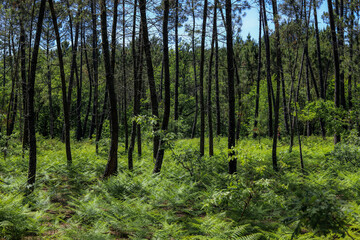 
wonderful Portuguese forest with many ferns and pines in a green landscape in Portugal