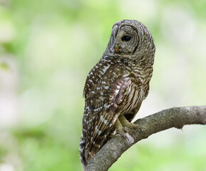 Barred Owl in Closeup Portrait in Spring on Green Background