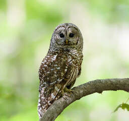 Barred Owl in Closeup Portrait in Spring on Green Background