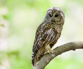 Barred Owl in Closeup Portrait in Spring on Green Background