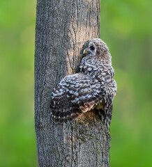 Barred Owlet Fledgling Climbing Tree