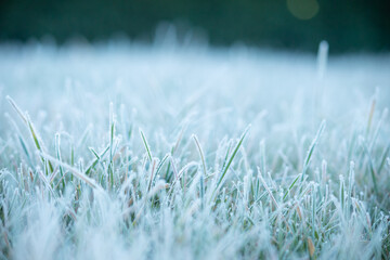 Frost on the grass. Ice crystals on meadow grass close up. Nature background.Grass with morning frost  in the meadow, Frozen grass on meadow at sunrise light. Winter frosty backgrou