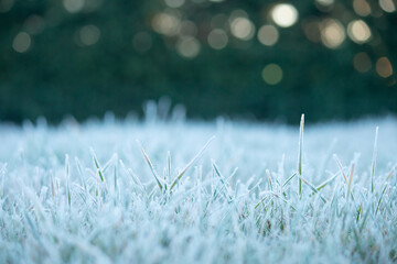 Frost on the grass. Ice crystals on meadow grass close up. Nature background.Grass with morning frost  in the meadow, Frozen grass on meadow at sunrise light. Winter frosty backgrou