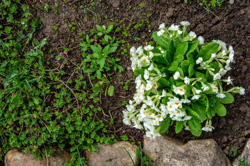 A flower bed on a garden plot on which primrose bush grows and blooms. The flowerbed is fenced with small stones.