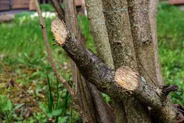 Sawn thick branches of a bush. Decorative bush of a garden nut (hazelnut).