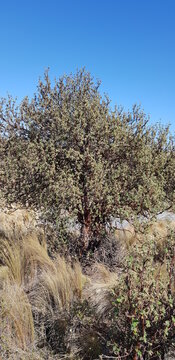 Tabaquillo de Achala 3