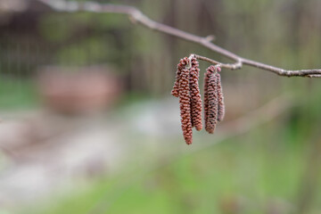 Earrings (male flowers) on a decorative garden shrub (hazelnut) hang on a thin young branch.