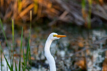 Great egret in natural habitat
