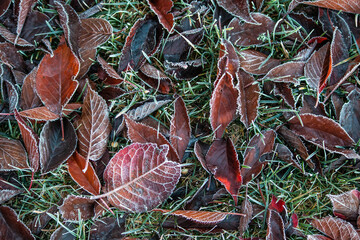 Cold winter morning. Frost on leaves. Leaf covered ground with ice. 