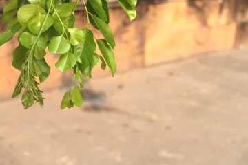 Tree branch part with green leaves background.