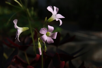 Butterfly flowers (Oxalis acetosella houseplant, Oxalis, Kislitsa) in  beautiful purple petals  are full bloom, close up shooting on dark background. 
