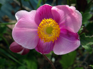 An&eacute;mone du Japon