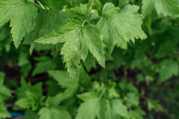 Young green leaves of a currant bush. The leaves are sharp and yellowish in places, there may be a lack of nutrition in the growth or disease of the leaves.