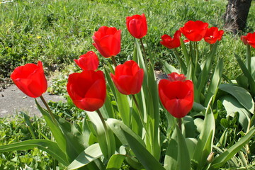 Tulpen im Frühjahr