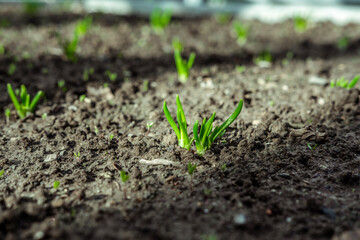 Young green ascended onion on a garden bed.