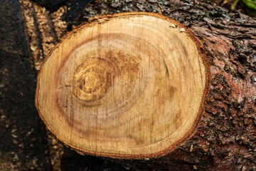Apple tree slice close-up.
