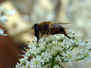 Abeille sur fleurs du jardin