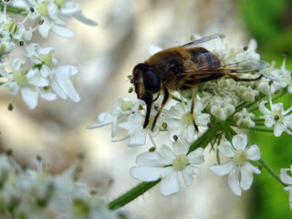 Abeille butinant