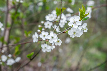 Small white cherry flowers on a thin branch against the background of the forest.