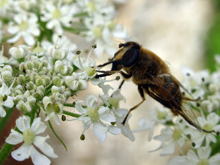 Abeille et fleurs blanches
