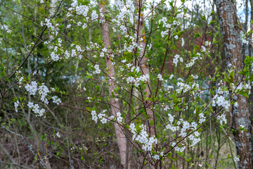 Blooming bird cherry small white flowers on a background of forest, trees and bushes.