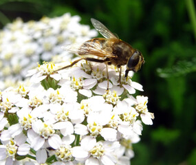 Fleurs blanches et abeille