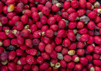 Palm seeds, African oil palm fruit