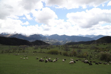 Fototapeta na wymiar Sheep herd on beautiful green mountain pasture.artvin