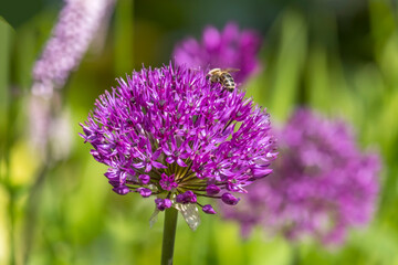 Zierlauch (Allium sp.) mit Biene