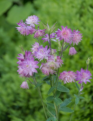 Akeleien (Aquilegia)